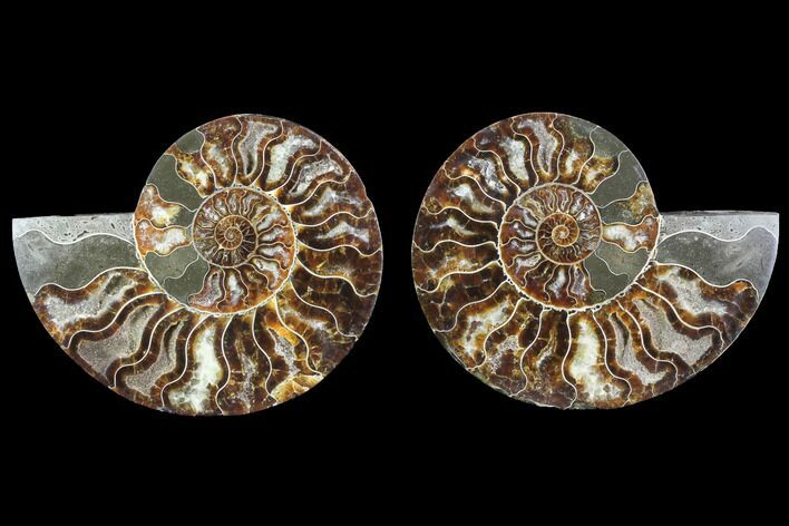 Cut & Polished Ammonite Fossil - Agatized #88382
